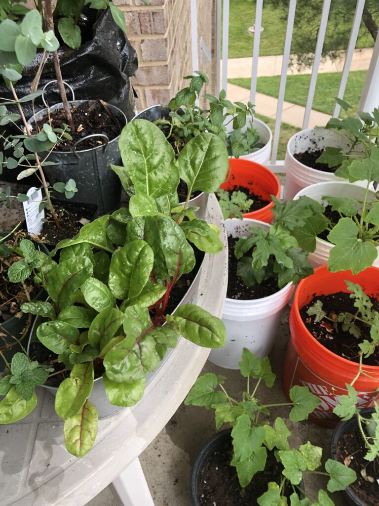 a balcony garden full of herbs and vegetables