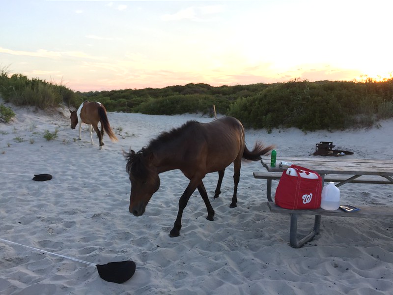 wild horses roaming on a beach near picnic tables