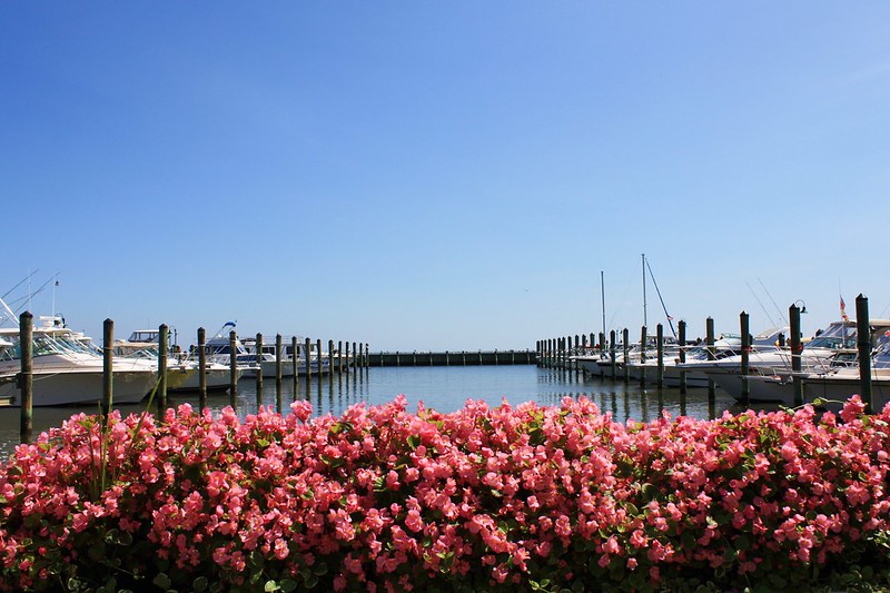 Chesapeake Beach pier with lost of pink flowers