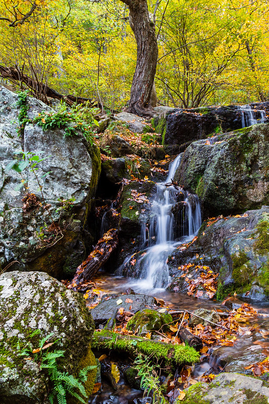 a waterfall surrounded by fall foliage