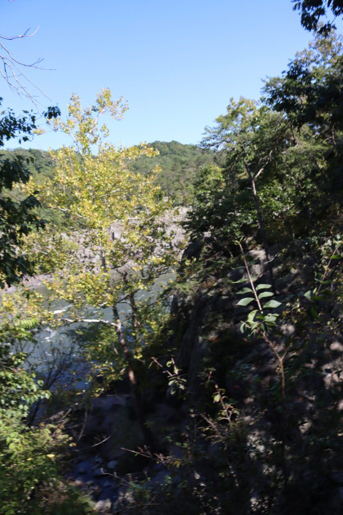 trees and Potomac river at Great Falls