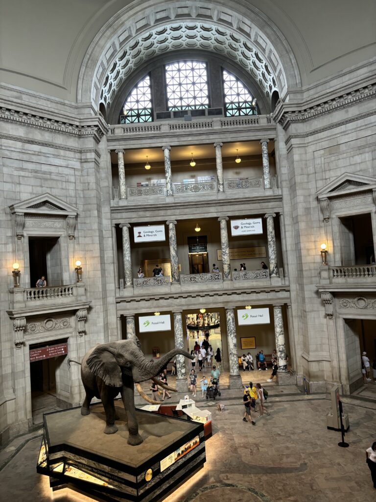inside the Museum of Natural History. There's a large recreation of large elephant fossils