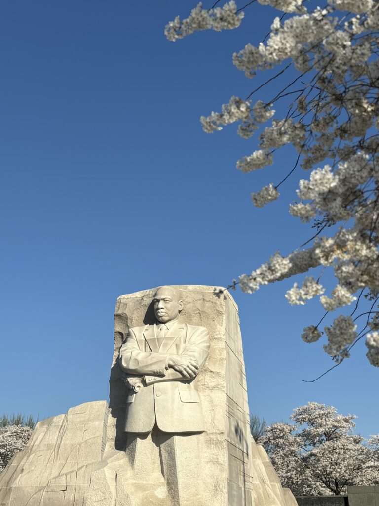 Monument of Dr.Martin Luther King jr framed by cherry blossoms