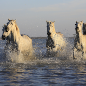 horses playing at the beach