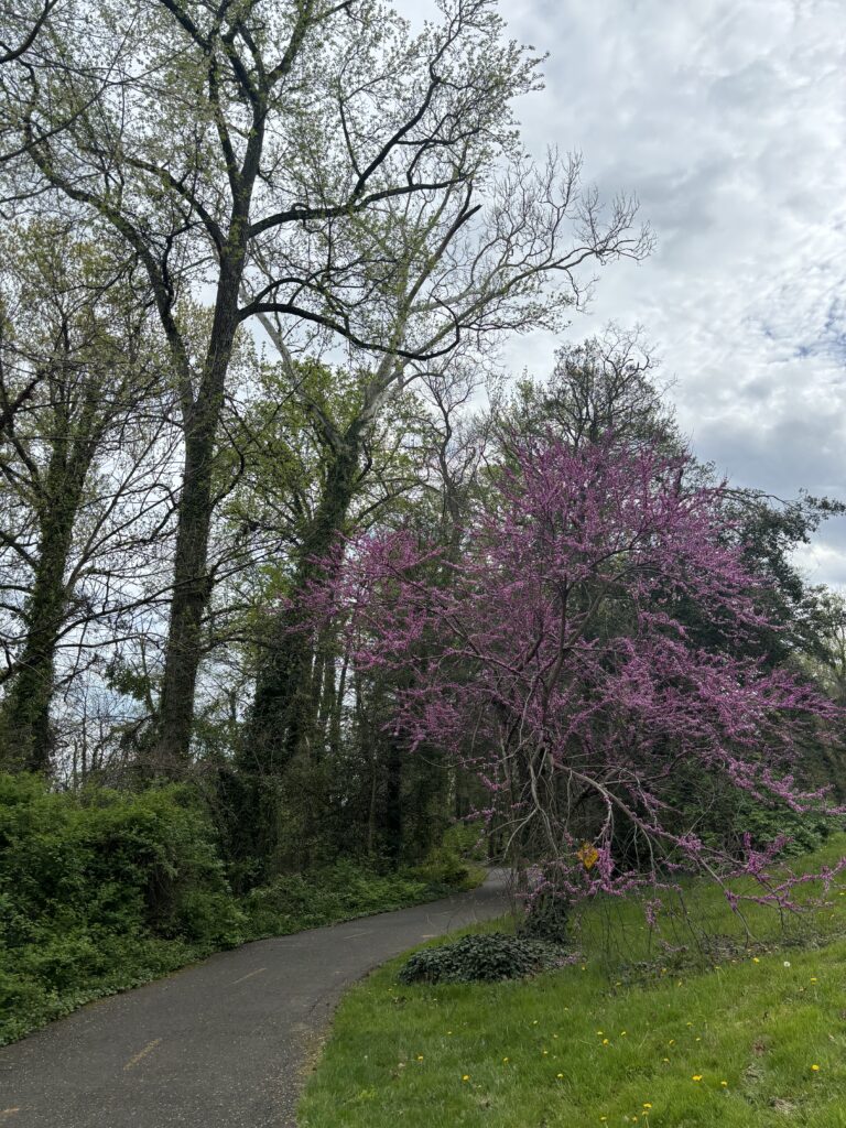 a tree with pink foliage on a bike trail near DC