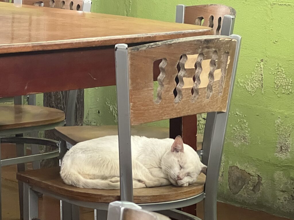 a white cat sitting on chair in a restaurant in Costa Rica
