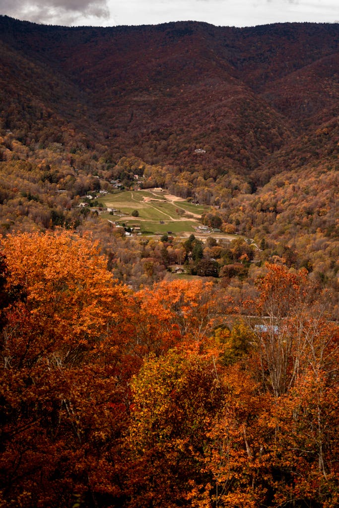 Brown Trees on Mountain Under White Clouds