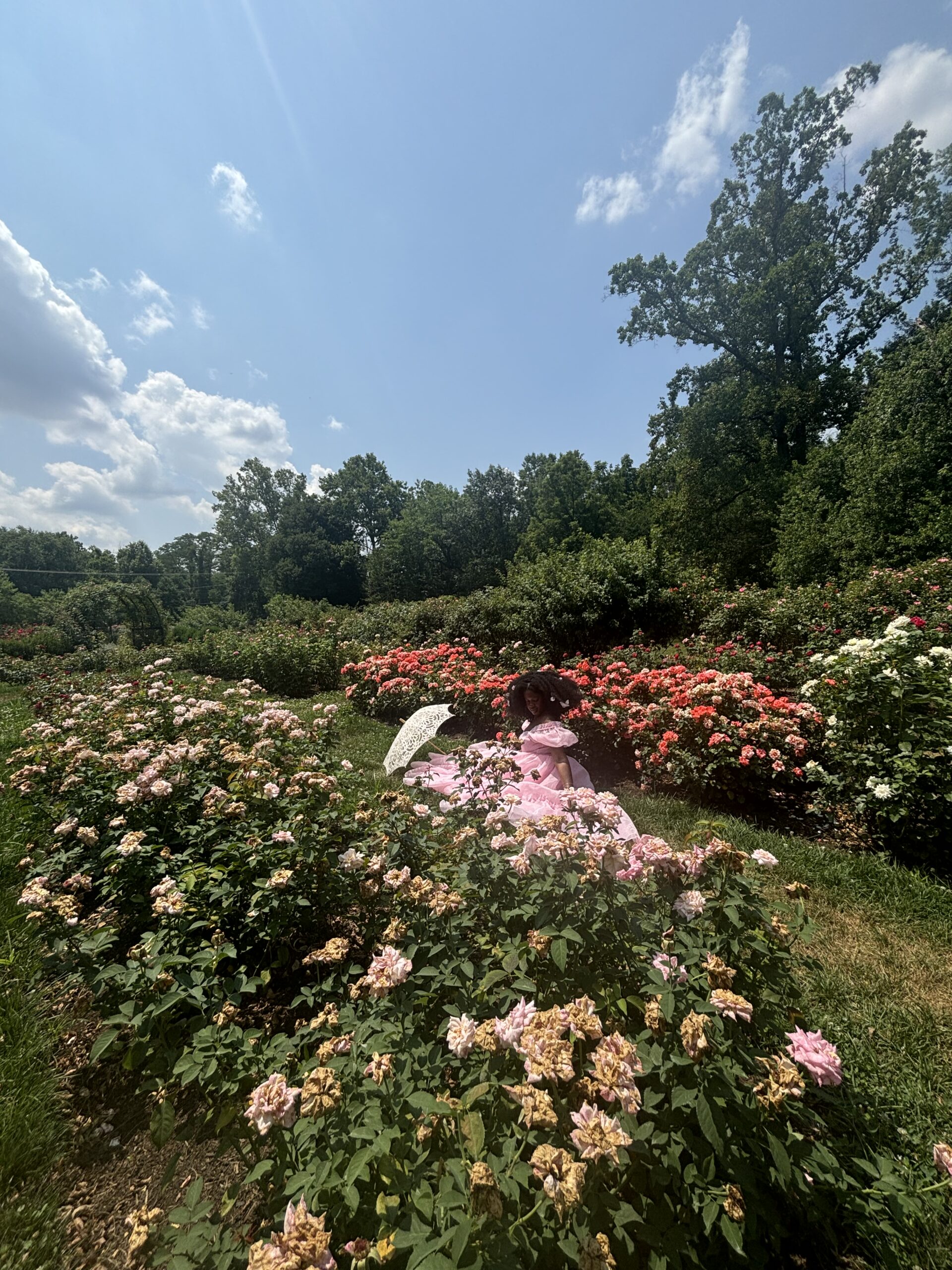 Black woman with pink princess dress and afro, pink butterfly clips are in her afro. She's sitting on the ground between rows of rose with a vintage umbrella next to her