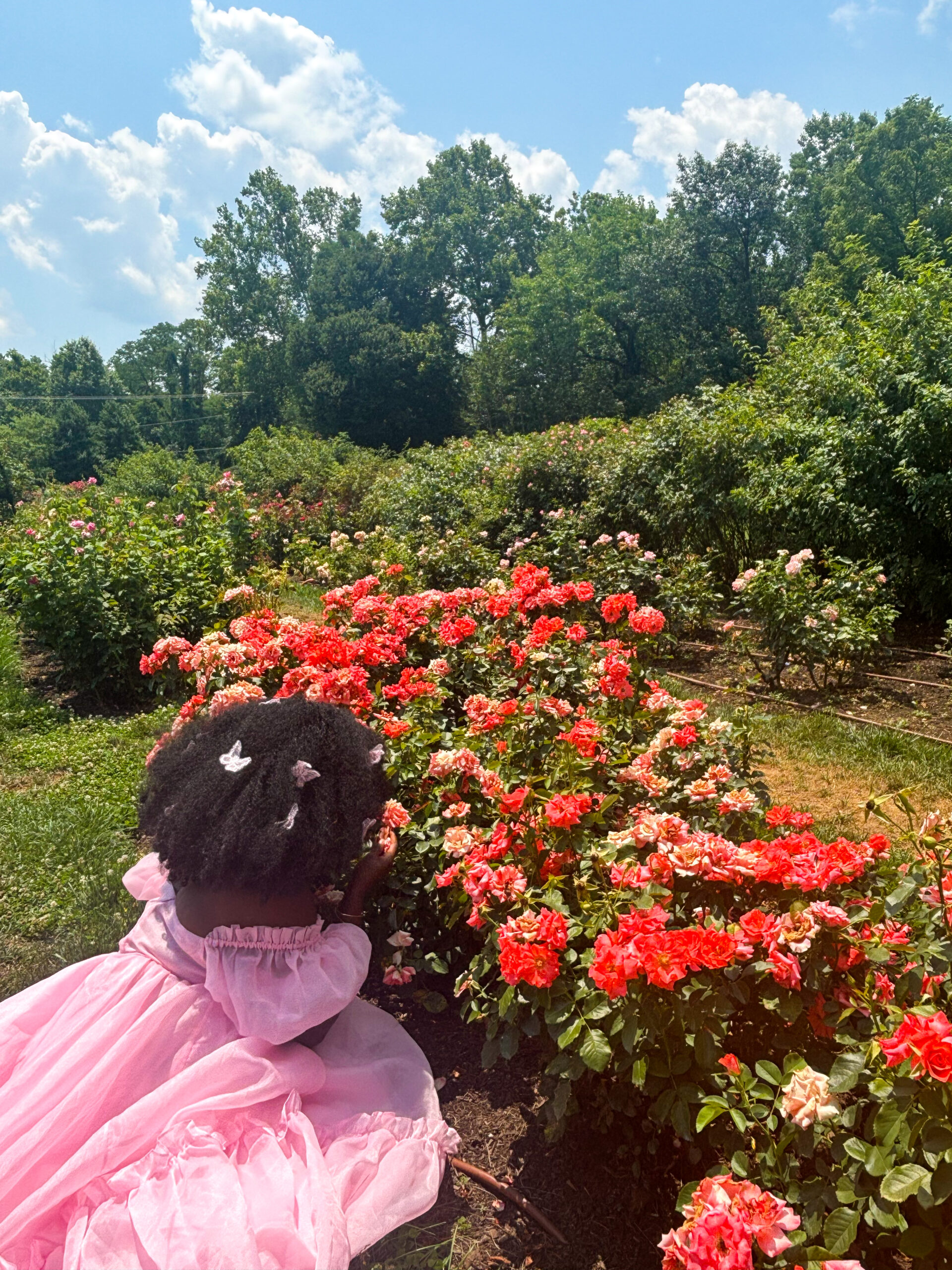 Black woman with pink princess dress and afro, pink butterfly clips are in her afro. She's sniffing roses in Bon Air Rose Garden