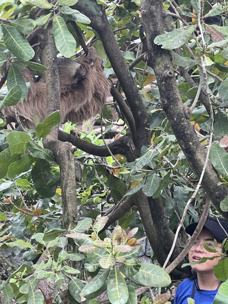 A sloth in a tree in La Fortuna Costa Rica 