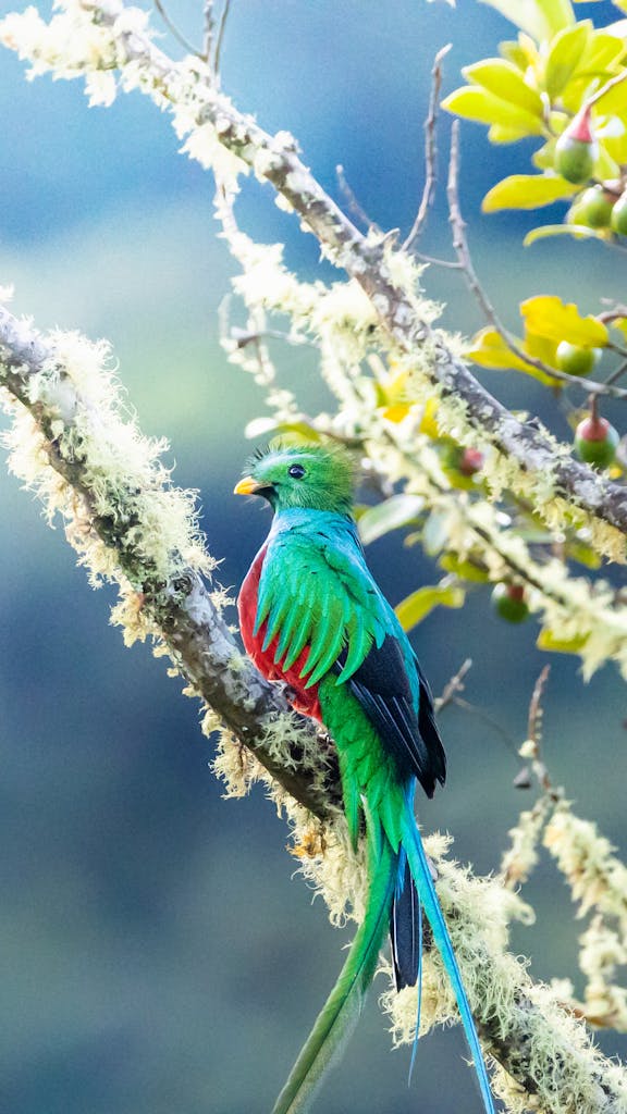 A Colorful Bird Perched on Tree Branch