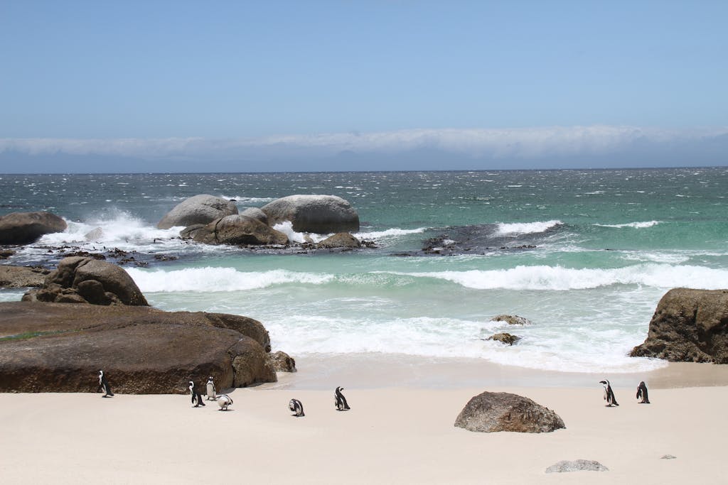 African Penguins at Boulders Beach, Cape Peninsula, South Africa