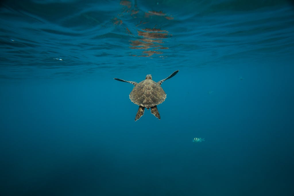 Gray Turtle