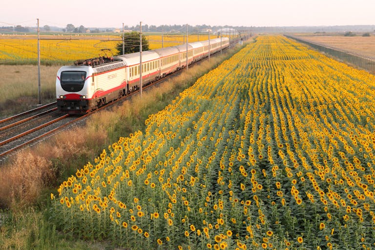 Photo of Train near Sunflower Field