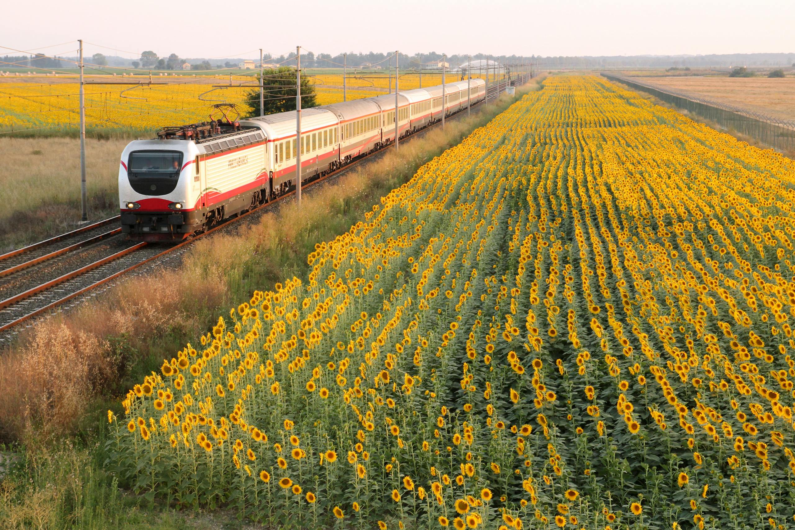 Photo of Train near Sunflower Field