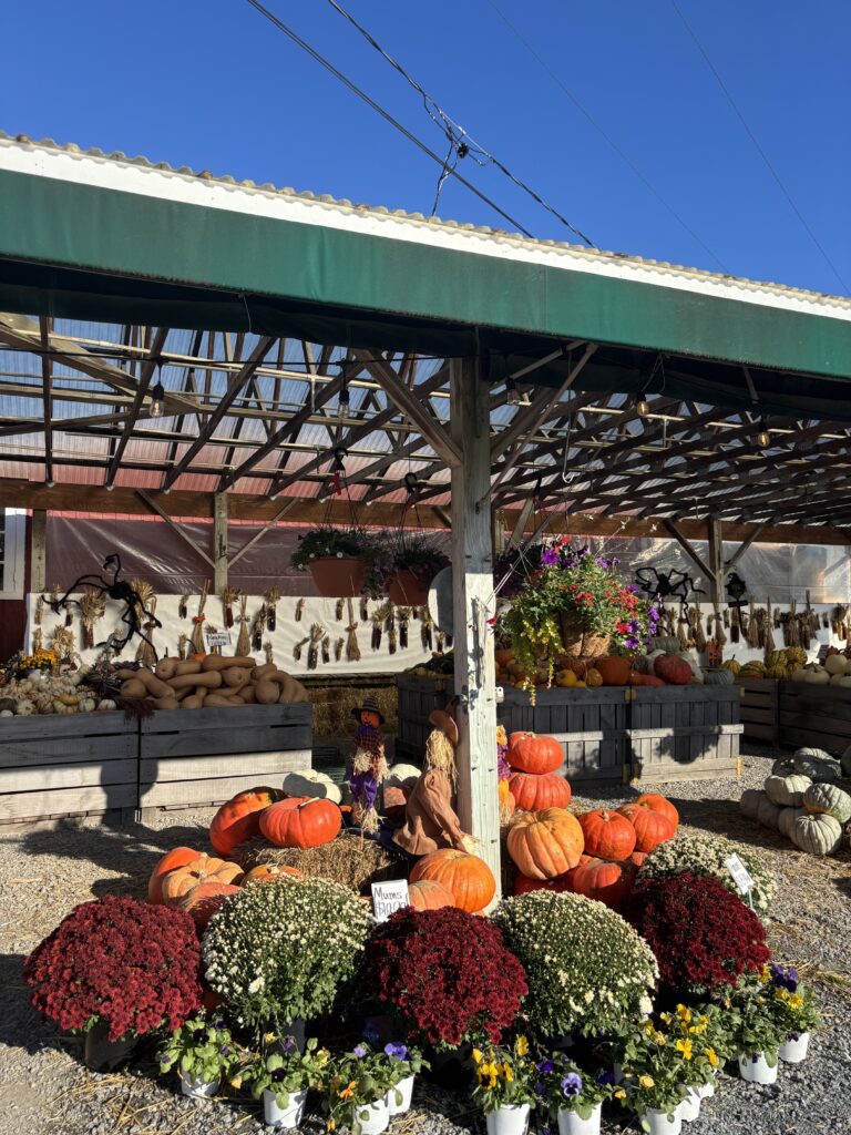 fall produce including plants, pumpkins, and shrubs at Nalls Produce