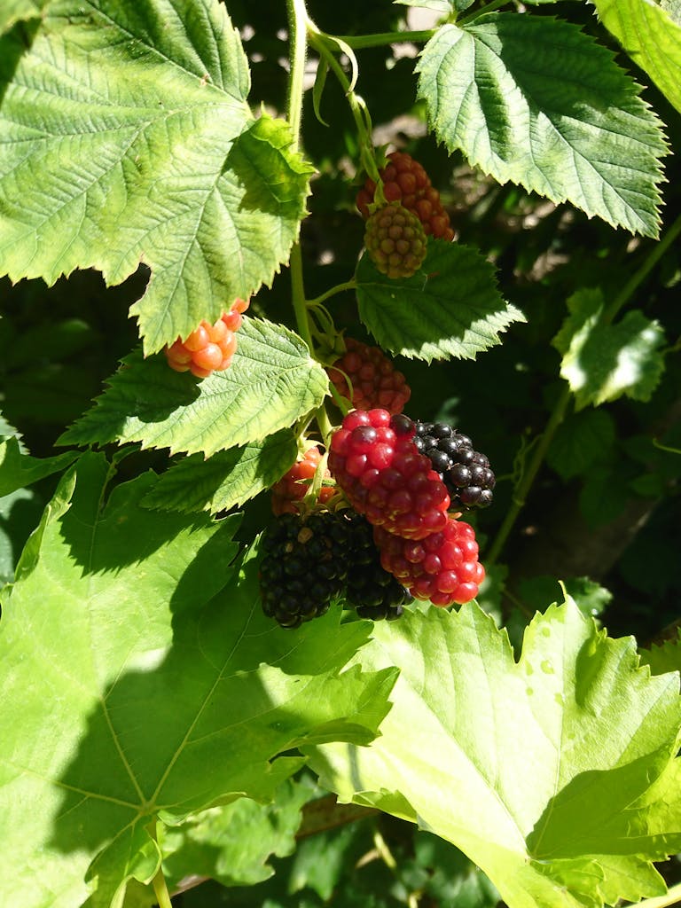 Brambles on Green Plant