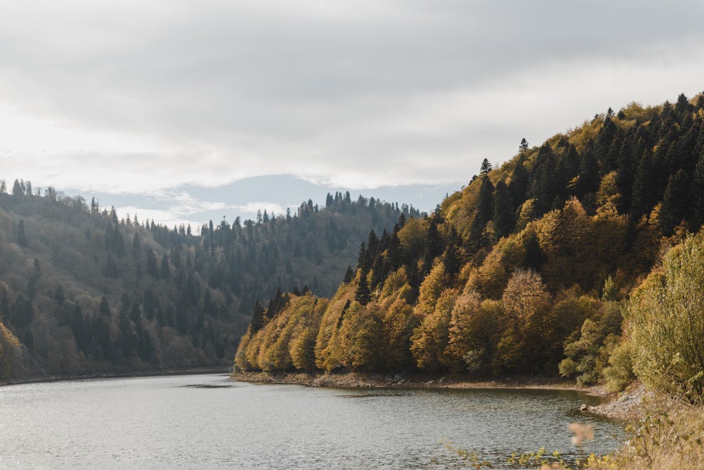 Mountain Forest near Lake Landscape