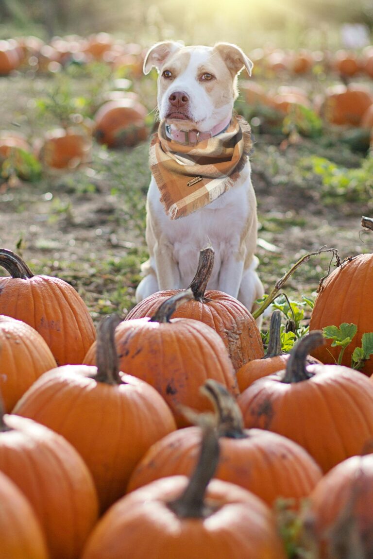 a dog sitting in a pumpkin patch