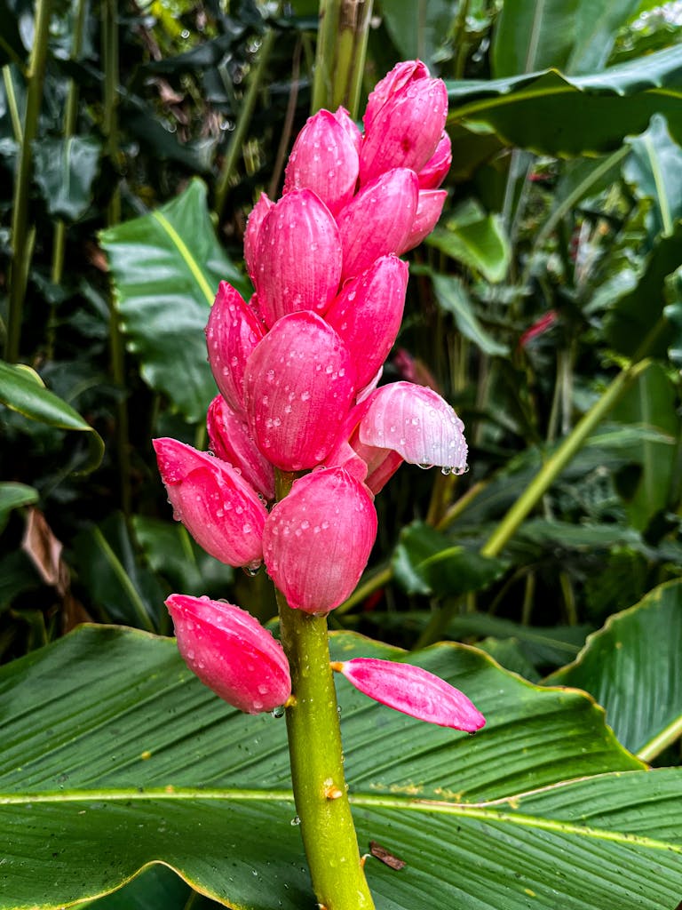 Pink Banana Flower