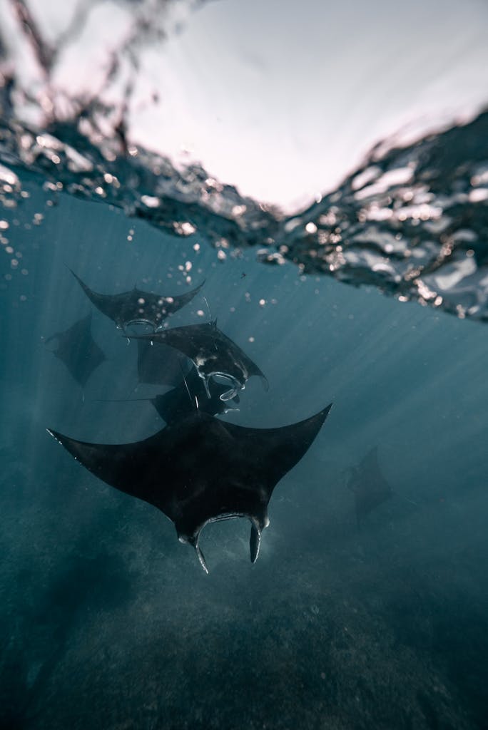 Submerged Manta ray Underwater in Nusa Penida