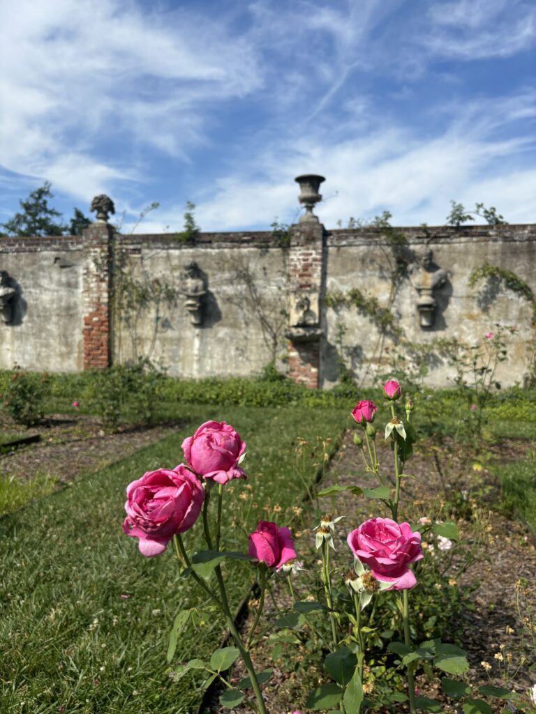 pink roses in the garden at Chatham Manor in Fredericksburg Virginia